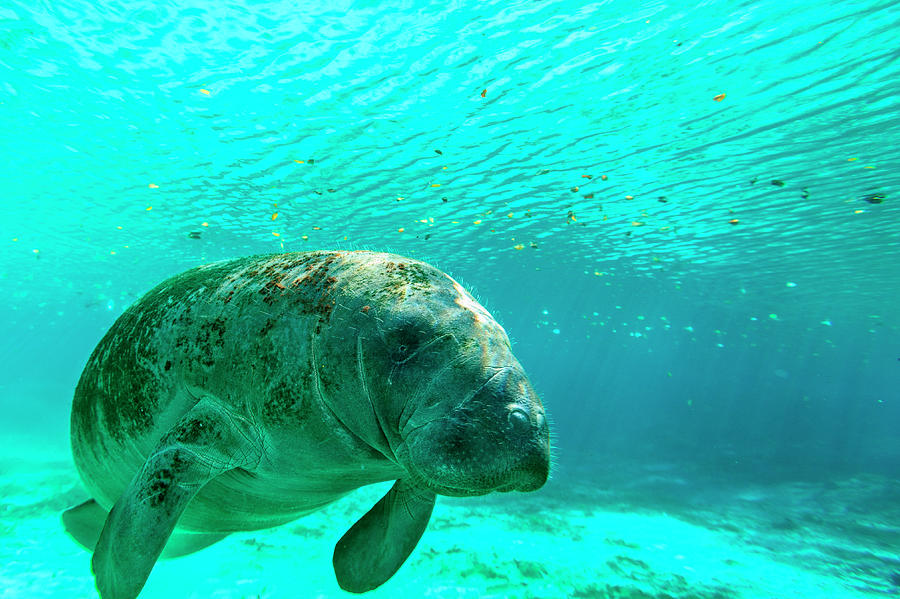 Wildlife Photograph - Manatee Swimming In Clear Water by James White