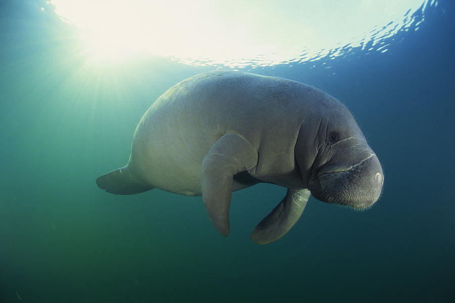 Manatee underwater Photograph by Comstock Images