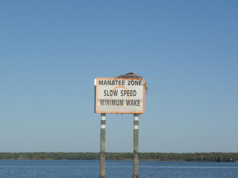 Manatee Zone Photograph by Robert Nickologianis