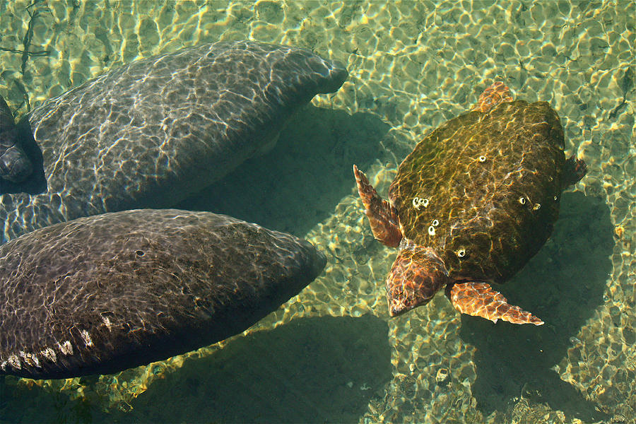 Manatees and Loggerhead Turtle Photograph by Jean Clark