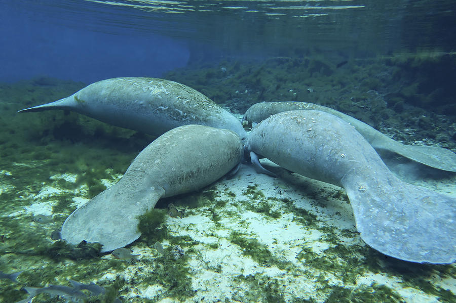 Wildlife Photograph - Manatees Congregate To Feed On Algae by Michael Wood