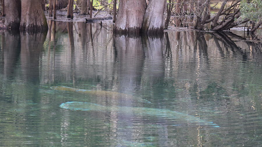 Manatees Entering Spring Photograph by Sheri McLeroy