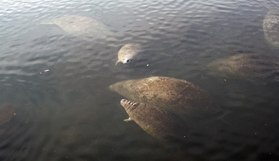 Manatees in Florida Photograph by Jean Clark
