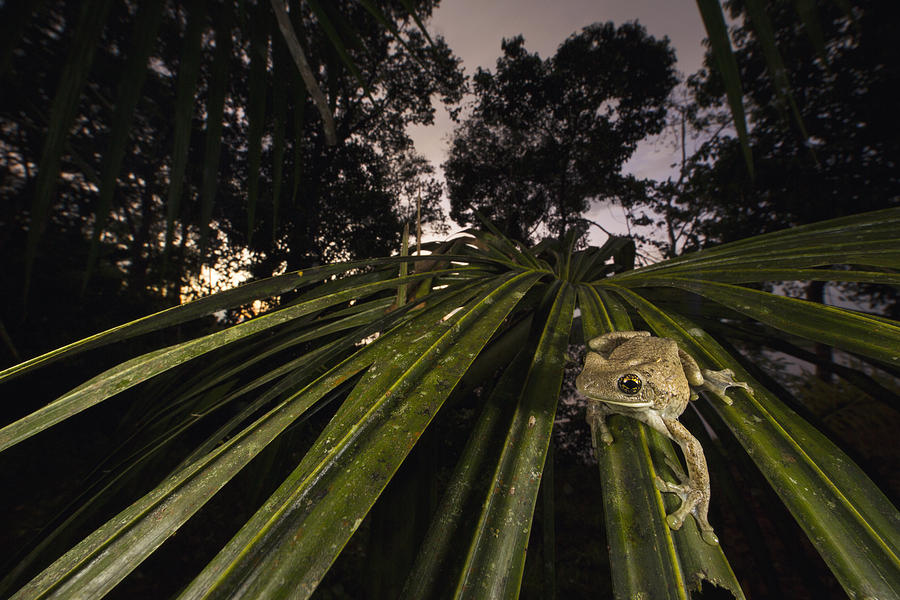 Manaus Slender-legged Treefrog Photograph by Cyril Ruoso