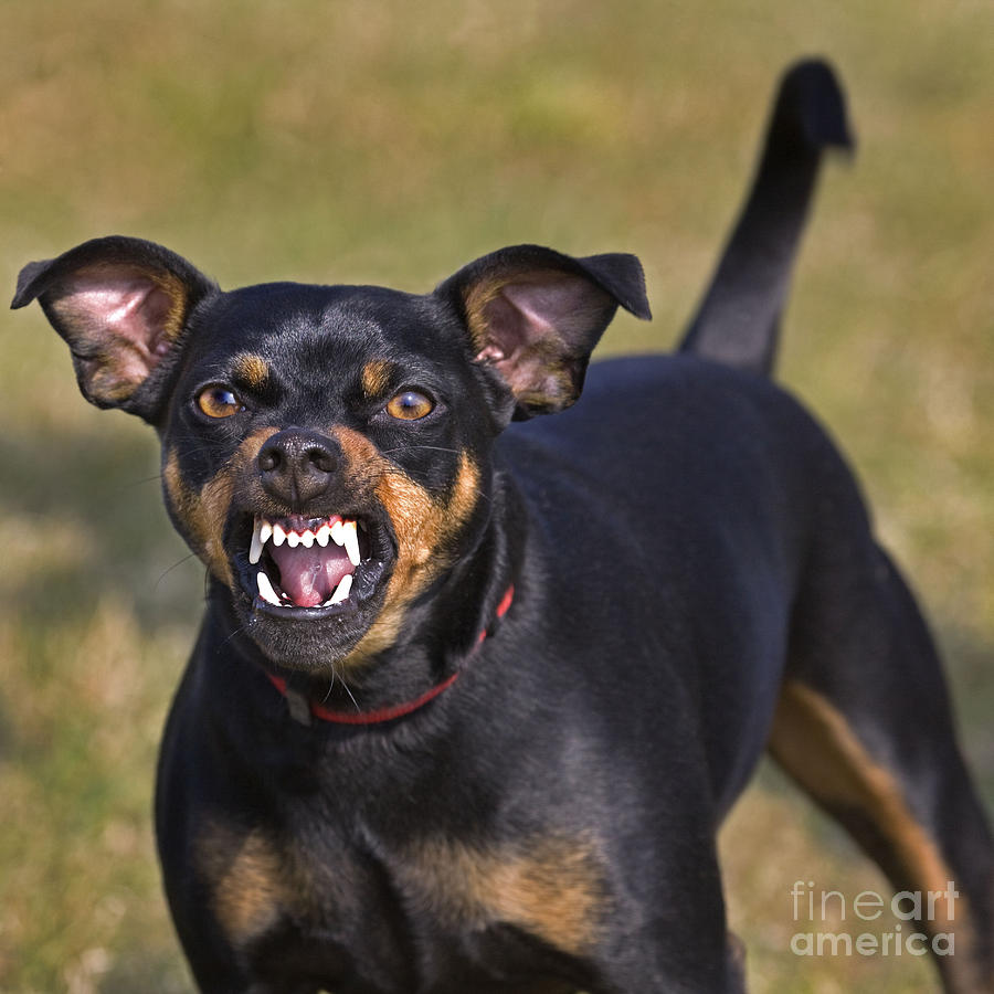 Dog Photograph - Manchester Terrier Snarling by Johan De Meester