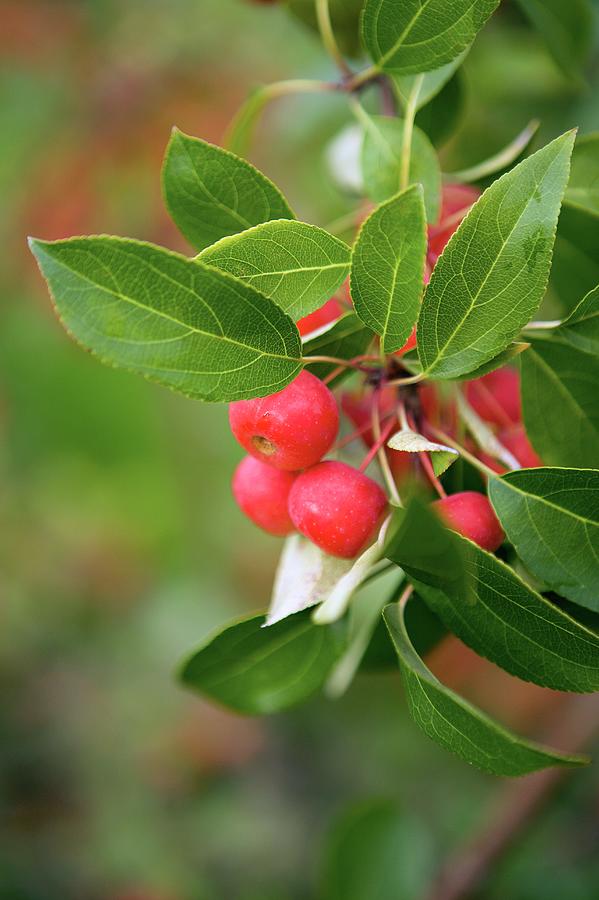 Manchurian Crab Apple Photograph by Science Photo Library Manchurian Crab Apple Photograph by Science Photo Library