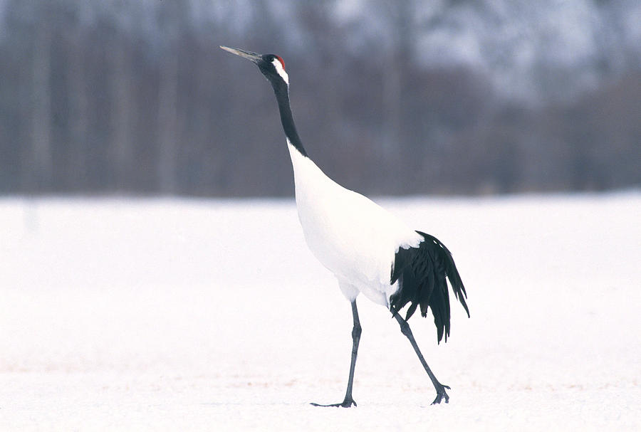 Manchurian Crane Photograph by Akira Uchiyama | Pixels