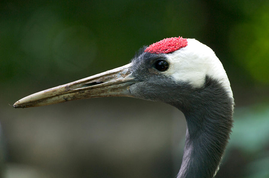 Manchurian Crane Photograph by Byron Jorjorian