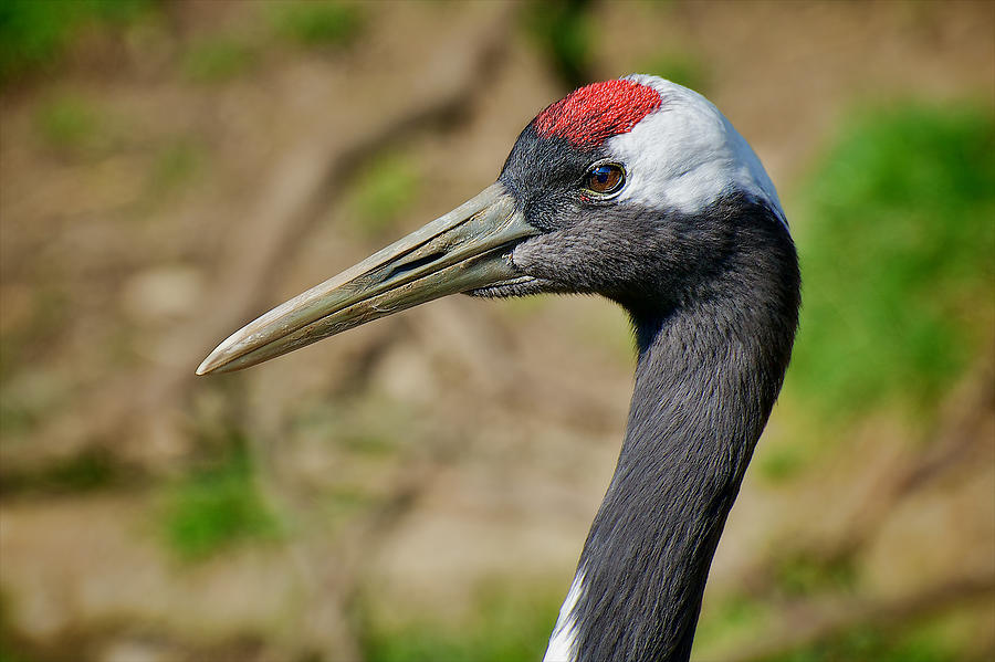 Manchurian Red-crowned Crane Photograph by Berkehaus Photography