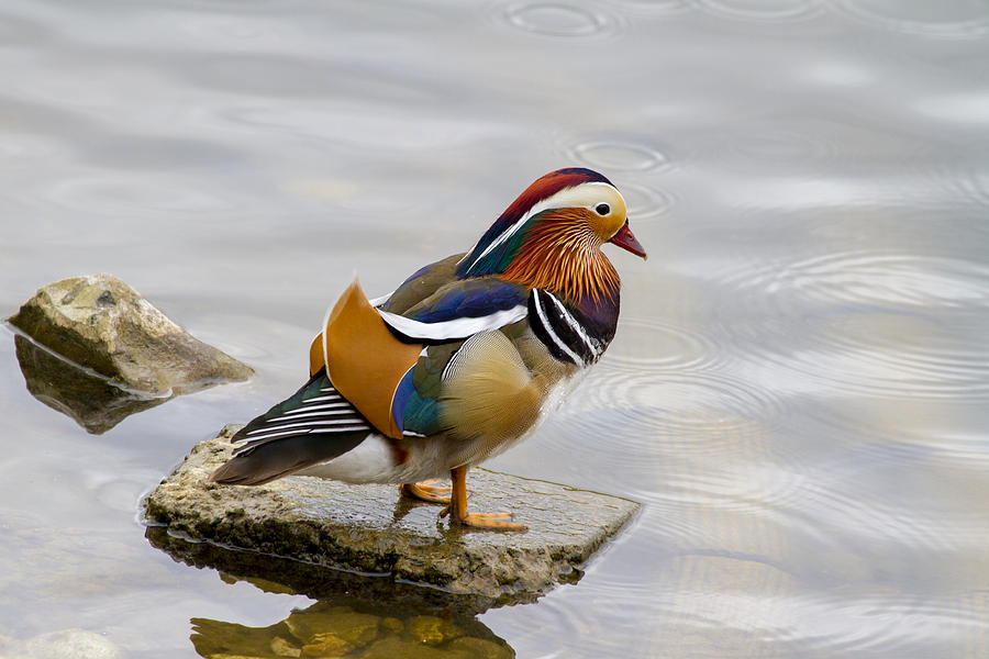 Duck Photograph - Mandarin  by Chris Smith