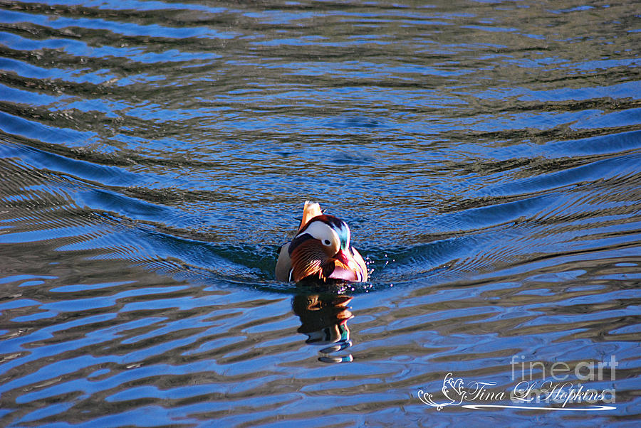 Mandarin Duck 20131218_279 Photograph by Tina Hopkins