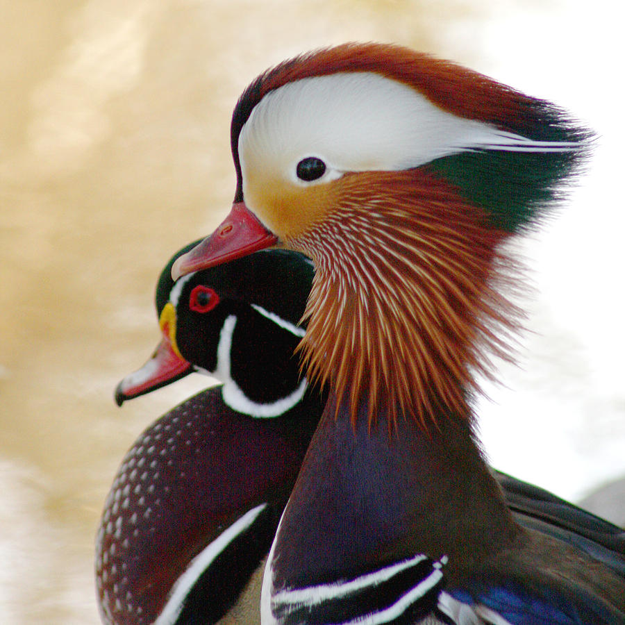 Duck Photograph - Mandarin Duck and Wood Duck by Bob and Jan Shriner
