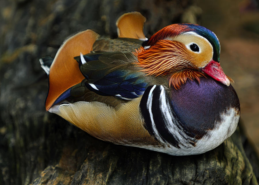 Wildlife Photograph - Mandarin Duck by Bill Dodsworth
