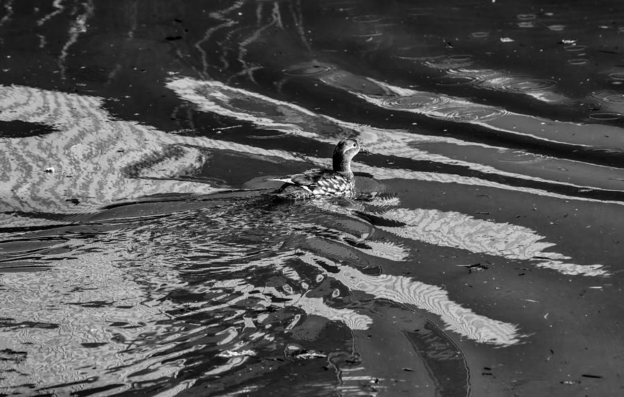 Black And White Photograph - Mandarin duck BW - Leif Sohlman by Leif Sohlman