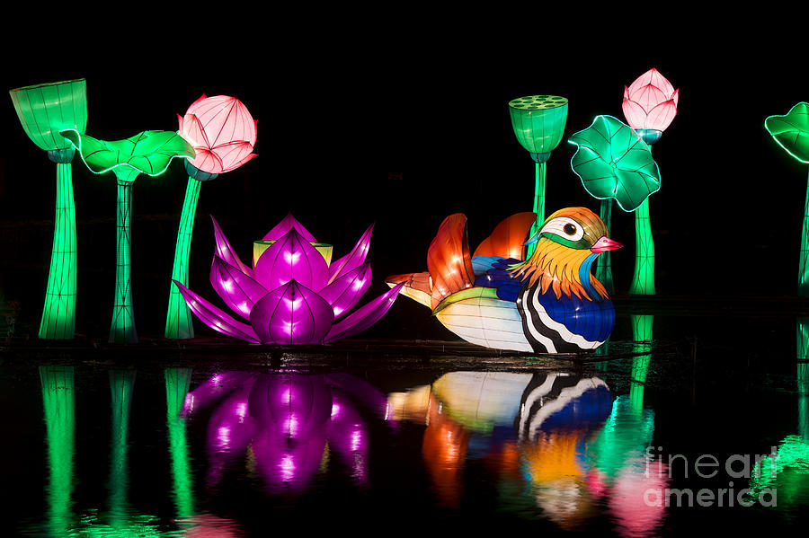 Mandarin duck Chinese Lantern Photograph by Tim Gainey