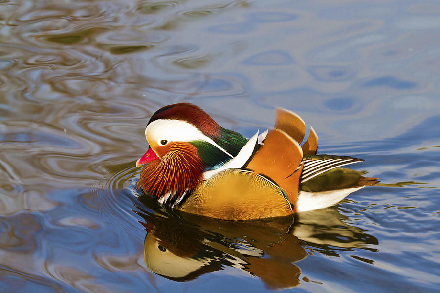 Duck Photograph - Mandarin duck by Chris Smith