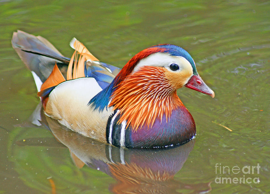 Mandarin Duck Photograph by David Birchall