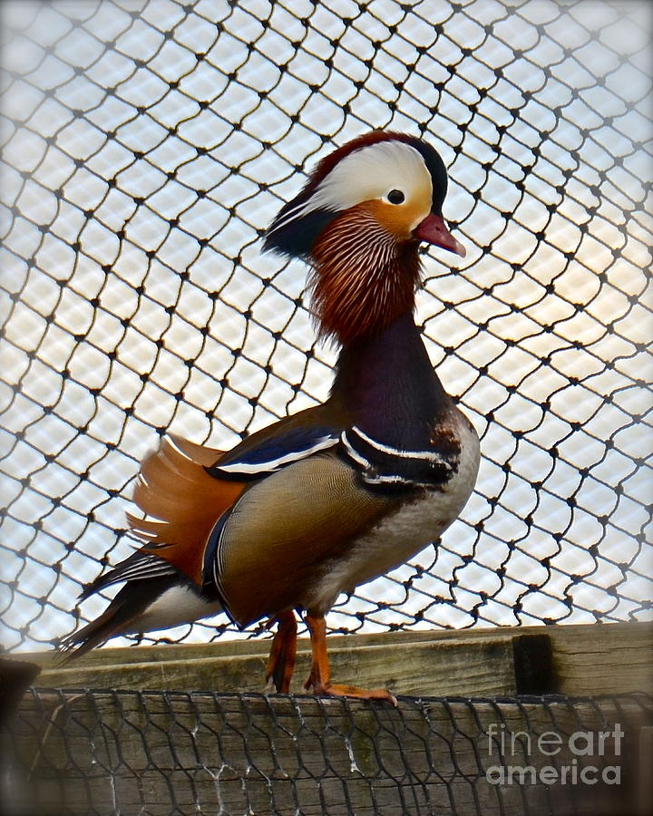 Mandarin Duck Photograph by Carol  Bradley