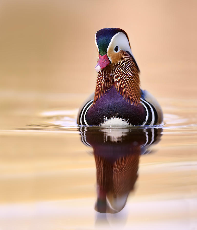 Mandarin Duck Drake Italy Photograph by Stefano Ronchi