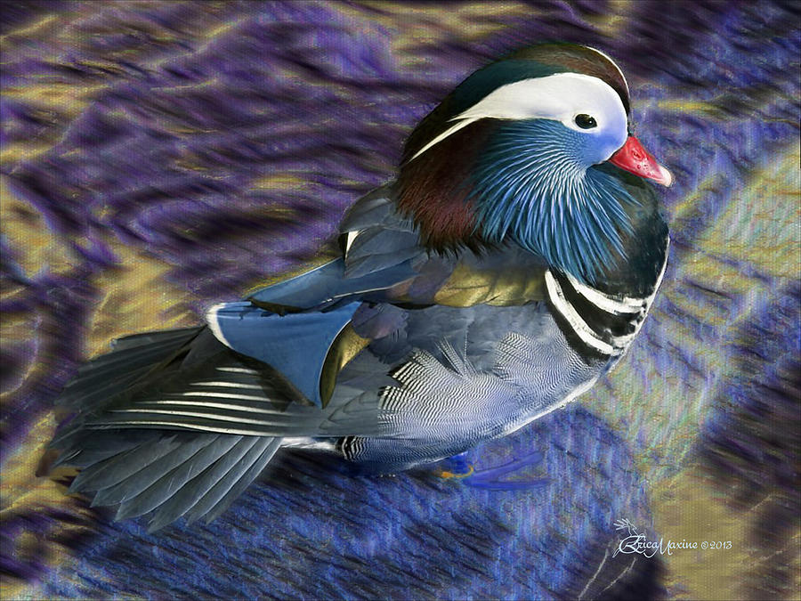Duck Photograph - MANDARIN DUCK - Featured in Comfortable Art and Notecard Possibilities GroupsGroup by Ericamaxine Price
