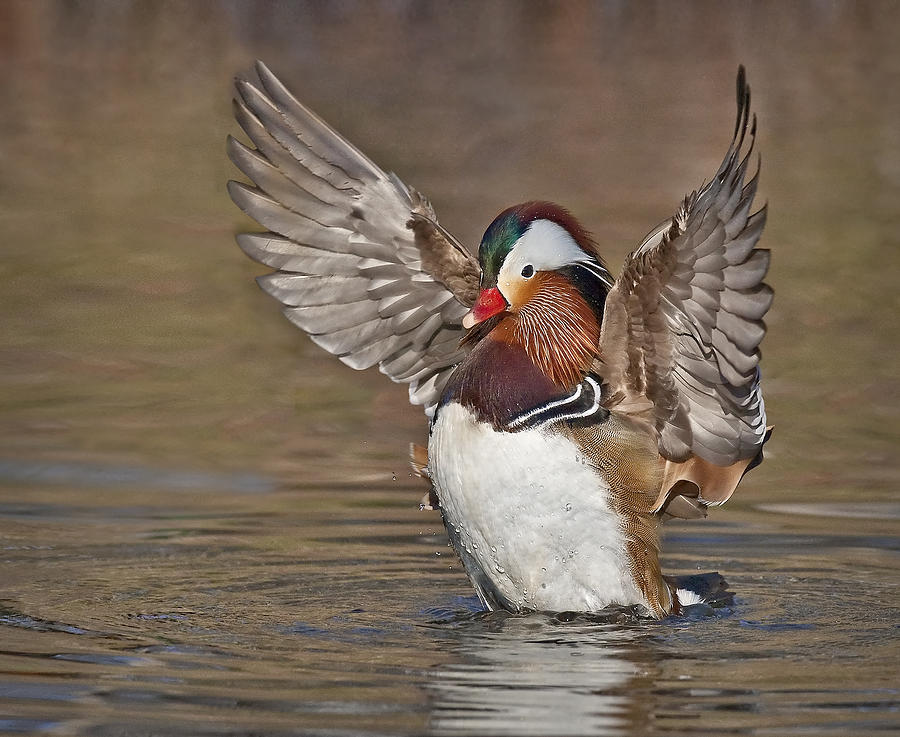 Mandarin Duck Flapping Away Photograph by Susan Candelario
