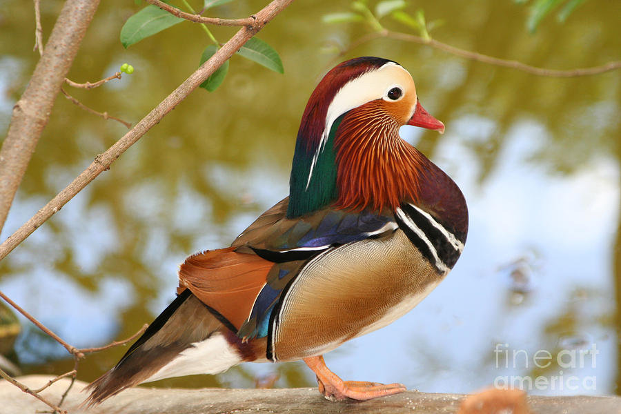 Mandarin Duck Photograph by Hermes Fine Art
