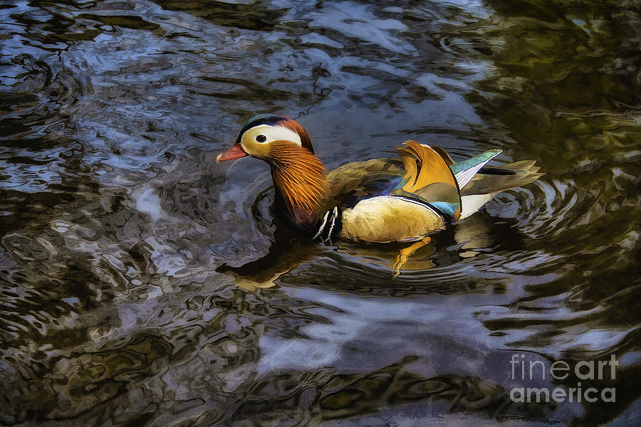 Mandarin Duck Photograph by Ian Mitchell