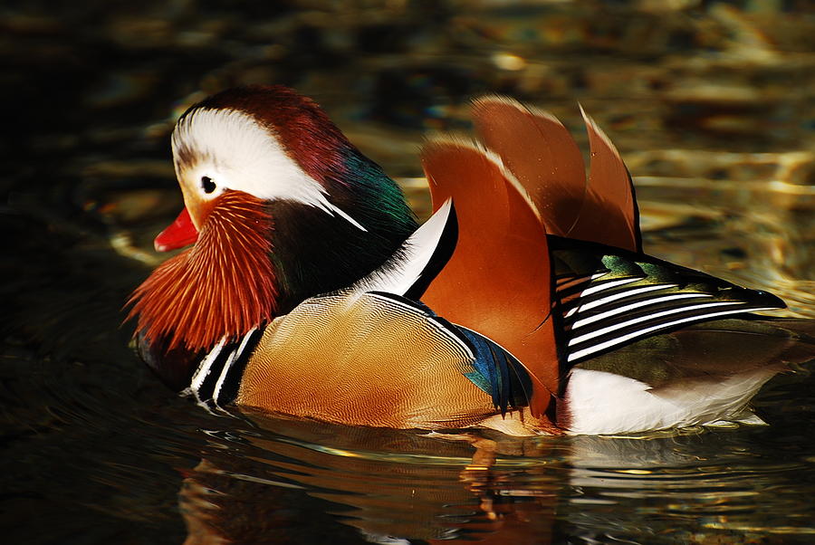 Wildlife Photograph - Mandarin Duck by Jerry Mann