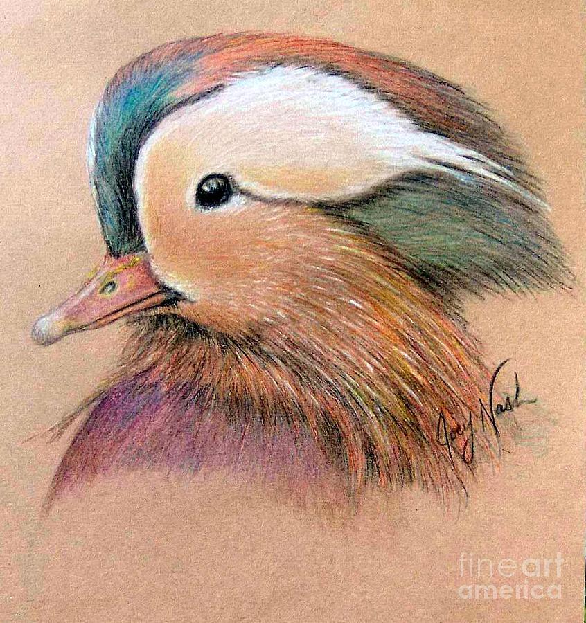 Duck Drawing - Mandarin Duck by Joey Nash