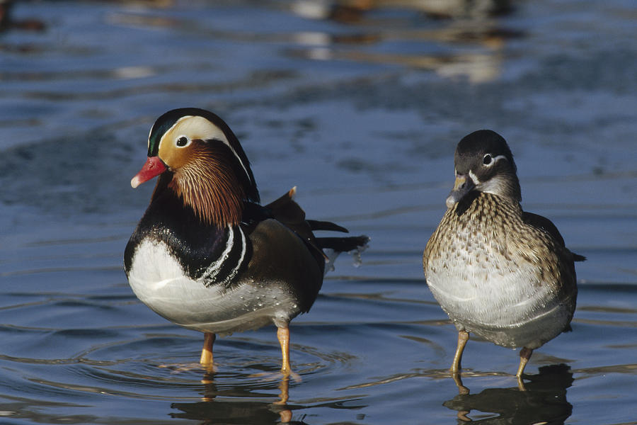 Mandarin Duck Male And Female Photograph by Konrad Wothe