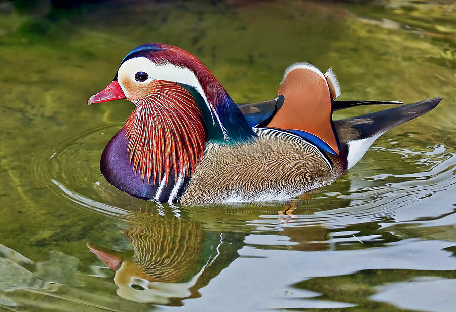 Duck Photograph - Mandarin Duck by Marcia Colelli