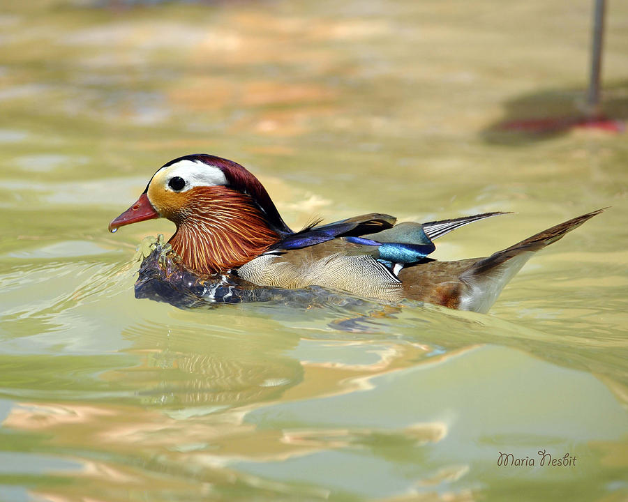 Mandarin Duck Photograph by Maria Nesbit