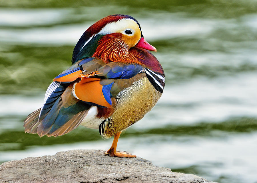Mandarin Duck Posing Photograph by Bill Dodsworth