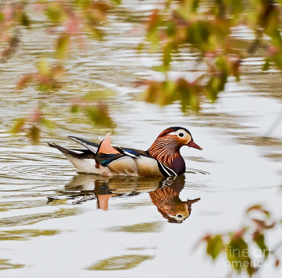 Mandarin Duck Reflection  Photograph by Kerri Farley