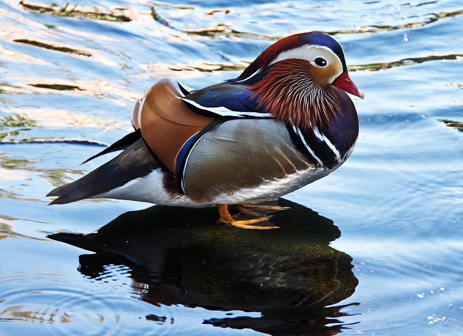 Bird Photograph - Mandarin Duck by Robert Bales