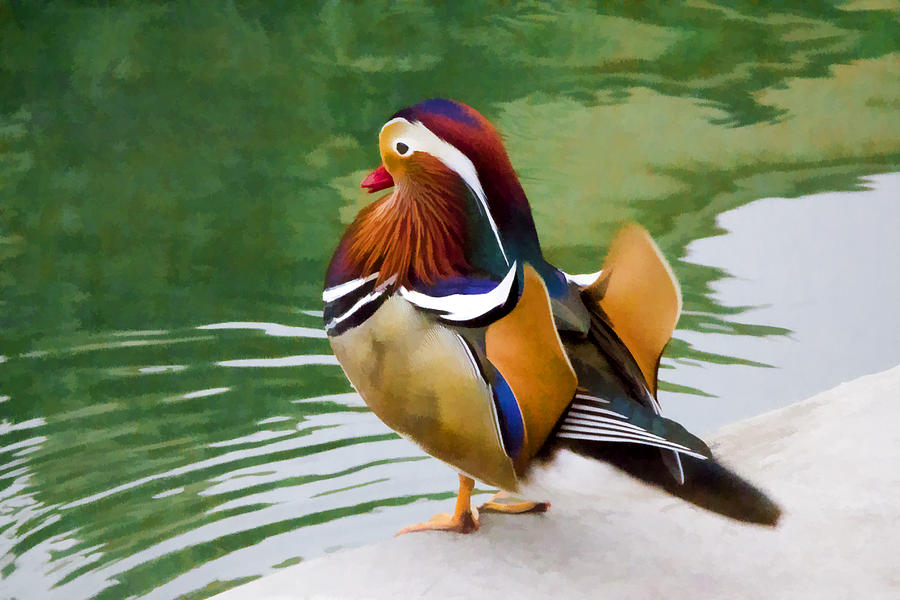 Mandarin Duck Digital Art by Photographic Art by Russel Ray Photos