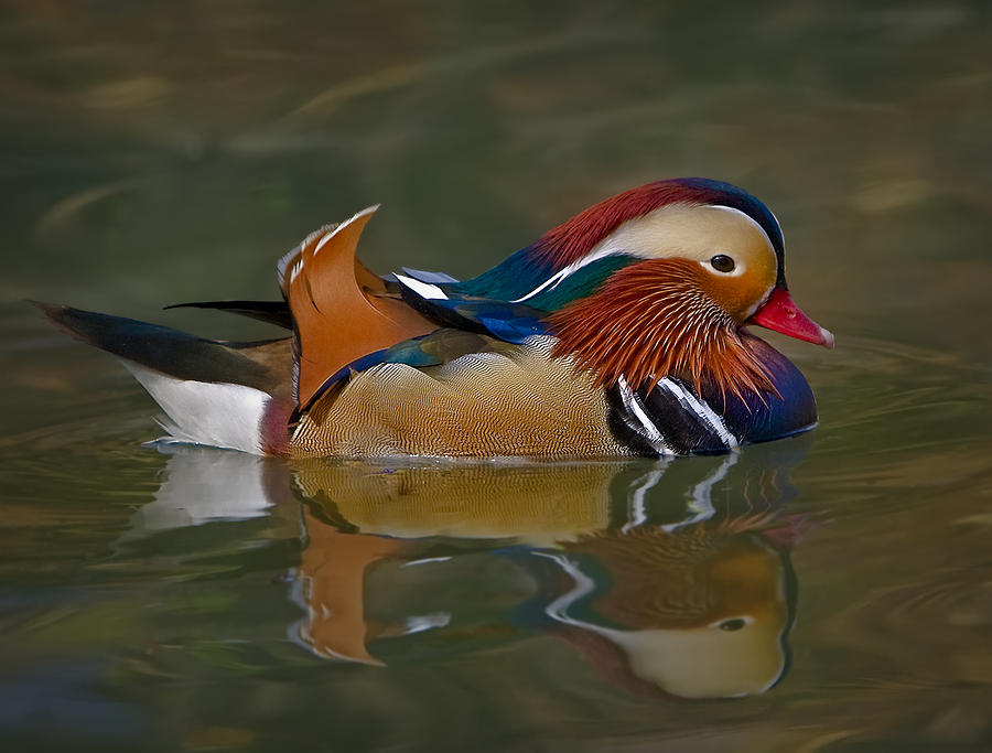 Mandarin Duck Photograph by Susan Candelario