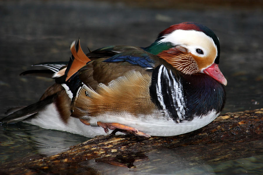 Mandarin Duck Photograph by Suzanne Stout