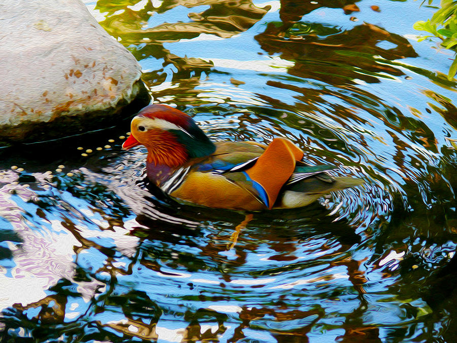 Mandarin Duck Photograph by Tracy Winter