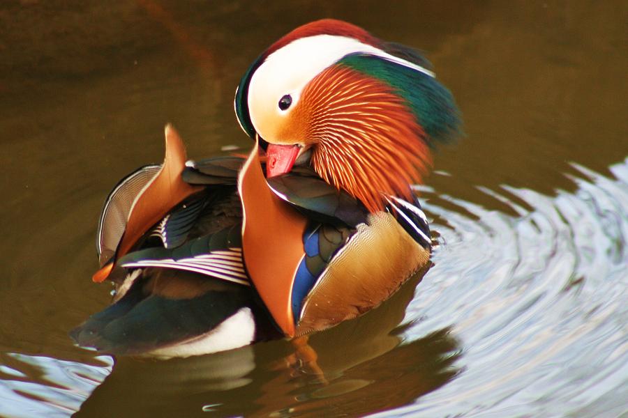 Nature Photograph - Mandarin Duck by Valia Bradshaw