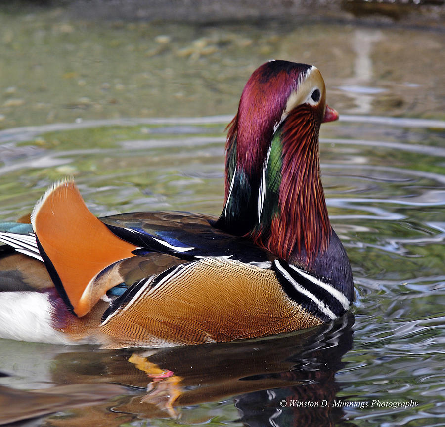 Mandarin Duck Photograph by Winston D Munnings