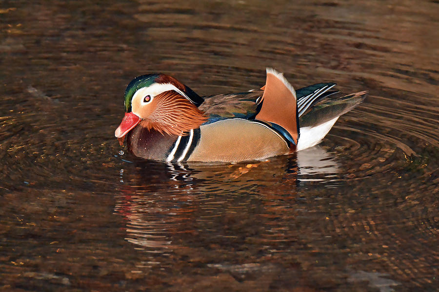 Mandarin Duck with Drip Photograph by Alan Lenk