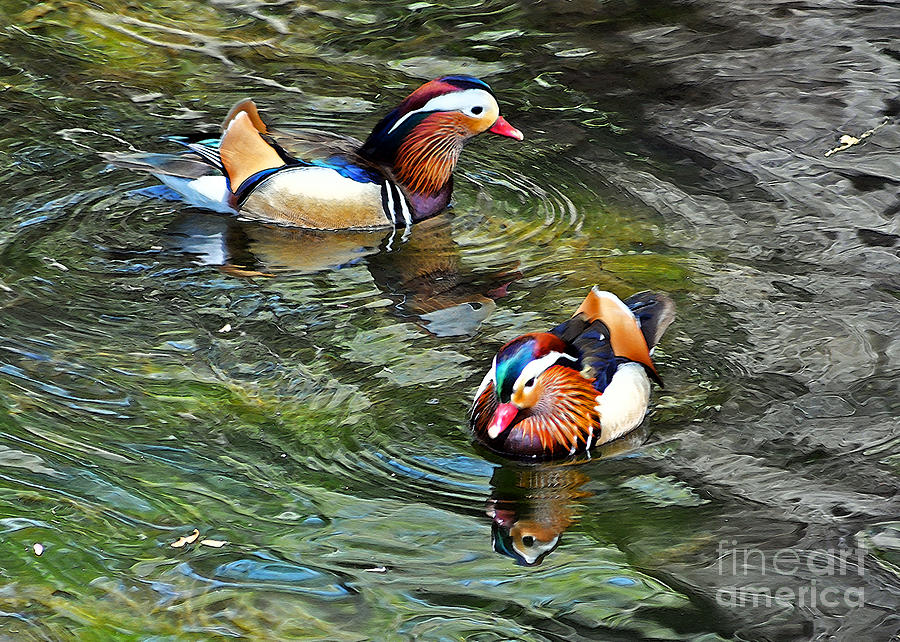 Mandarin Ducks Photograph by Lydia Holly