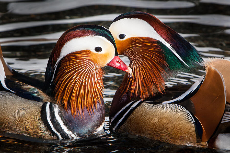 Mandarin Lovers Photograph by John Wadleigh