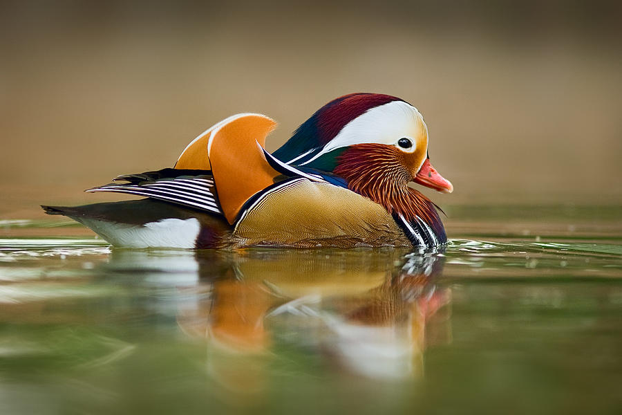 Mandarin Photograph by Yuri Peress
