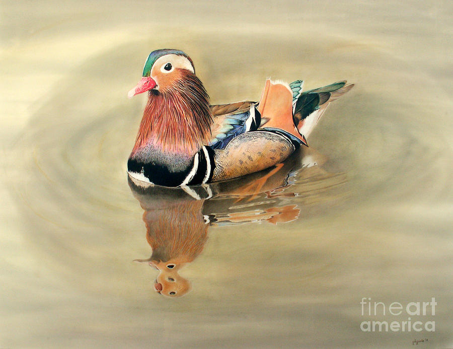 Duck Painting - Mandarine Duck by Patty Poole