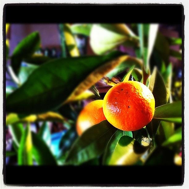 Mandarine Photograph - Mandarine Love by Atanas Dimitrov