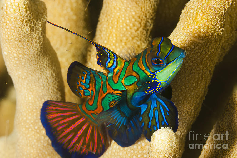 Mandarinfish in Micronesia Photograph by Dave Fleetham