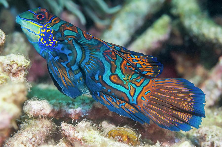 Mandarinfish On A Reef Photograph by Georgette Douwma/science Photo Library