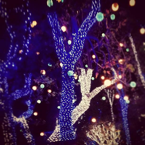 Mandeville Canyon Xmas Lights Photograph by Melissa DuBow